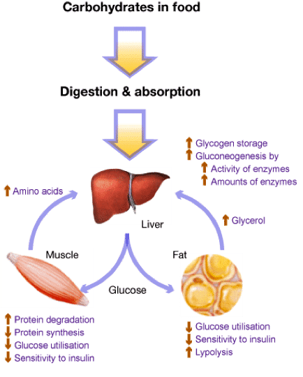 Glycogen