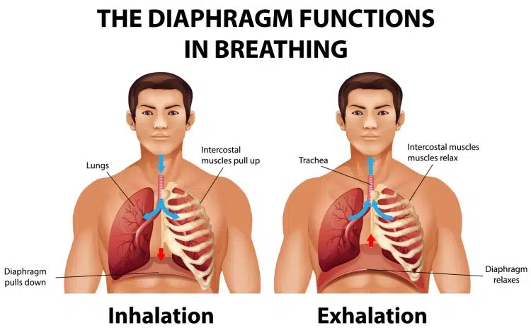 Diaphragm Functions In Breathing