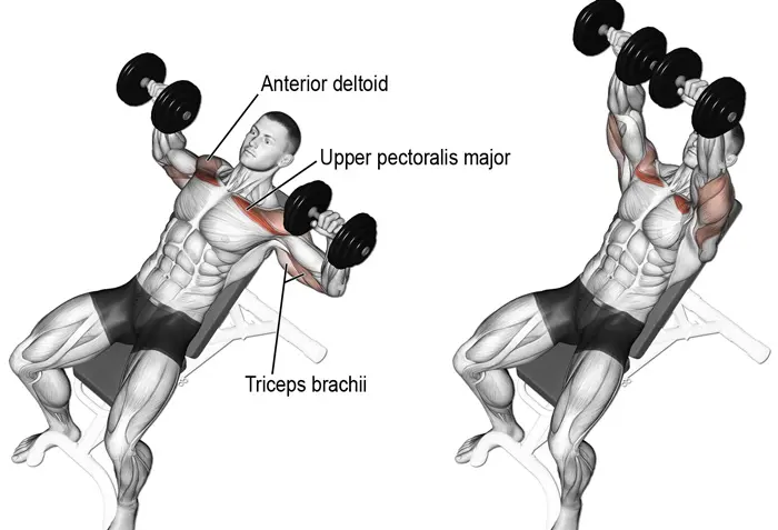 Incline Dumbbell Press